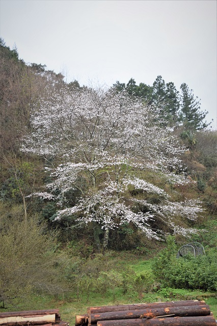 まったりと・・・