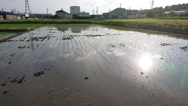 田植え始めました