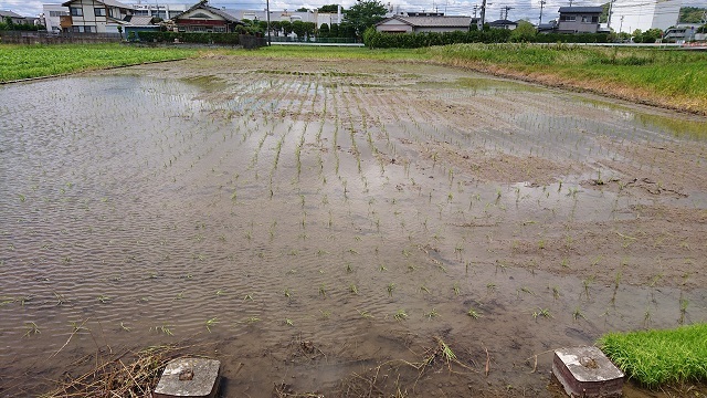 田植え終わりました