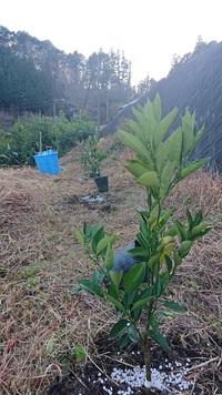 またまたみかん植えました