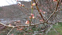 寒い日です寒いですね 2020/01/27 14:44:17