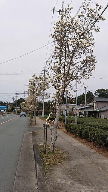 3月4日の記事