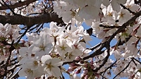 花も盛り 2020/04/05 19:04:04