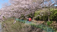桜も終わりに 2020/04/16 00:29:37
