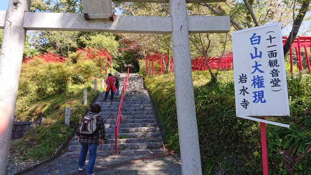 桜も終わりに