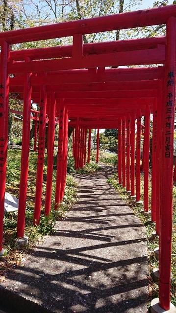 桜も終わりに