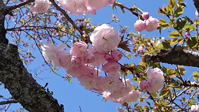 桜も終わりに