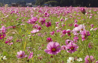 冬の秋桜