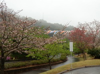 雨のサクラ見物 2017/04/09 18:59:17