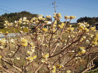 ミツマタの花