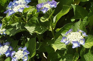 まめやさんの紫陽花