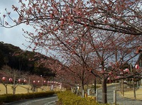 あらさわふるさと公園の桜