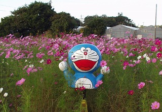コスモス畑の人気者