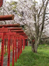 岩水寺のサクラ 2016/04/03 19:02:16