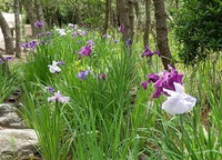 白砂公園の花菖蒲 2015/06/07 18:56:13