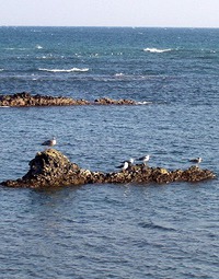 御前崎海岸のカモメ 2015/02/11 20:27:36