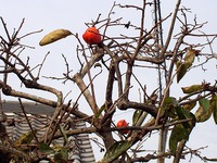 鳥が食べるカキ 2015/11/13 23:14:53