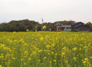 御前崎市の菜の花畑