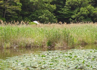 鶴ヶ池