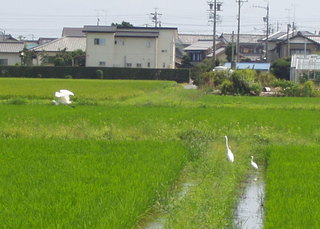 ただ　暑い！