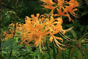 秋の草花