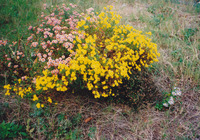 修道院の庭の花