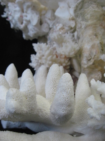 天然珊瑚の置物