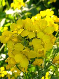 春だね〜お花がきれい（^-^）