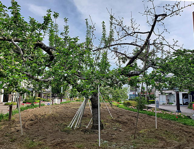 長野県飯田市　りんごの木