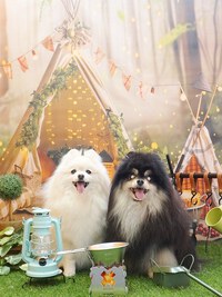 ポムちゃん＆ベンジーくん