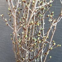 冬に咲く緋寒桜　

今は、… 2020/12/27 11:44:46