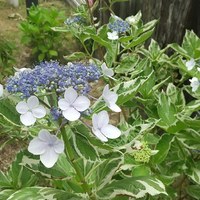収束の見えないコロナ渦の中です… 2021/06/07 14:08:51