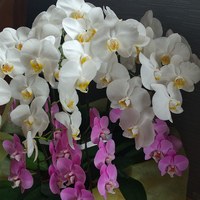 素敵なお話頂きました
 2020/07/15 18:04:39