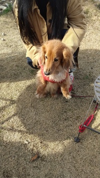 まだ蕾の堅い桜の木の下のワンコ… 2021/03/01 07:46:54