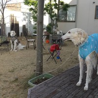 昼下りのワンコ達

貴賓高… 2021/02/11 16:36:53