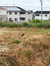 キジ