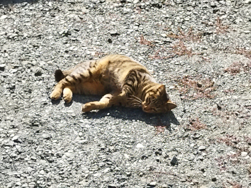 駐車場にネコいた(=^・^=)