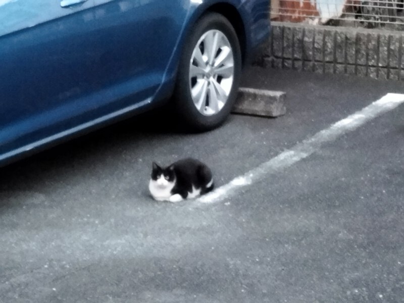 駐車場に猫いた