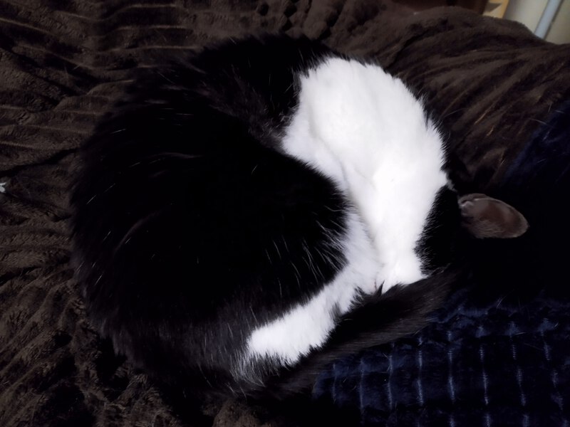 おはようございます。今日のニャンモナイトさん