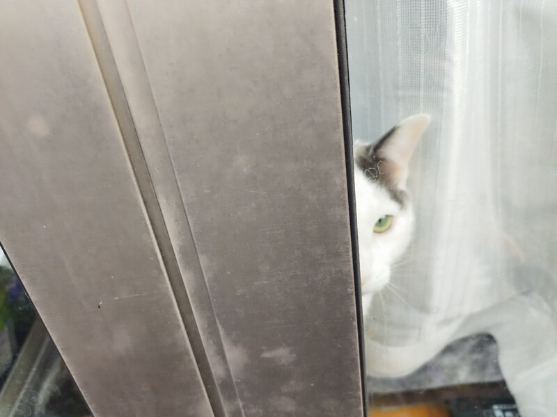 ネコは見ていた