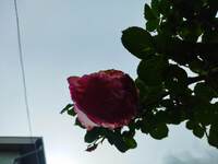 薔薇の花