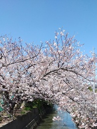 桜　満開 2020/04/12 13:00:00