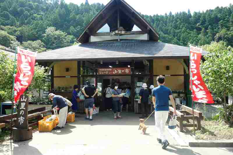 明日よりとうもろこしの販売を開始します