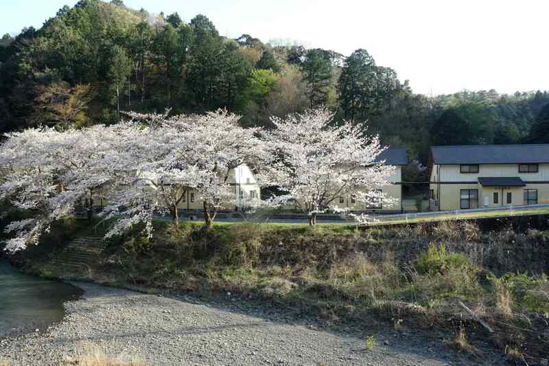 桜満開