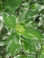 紫陽花