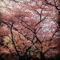 淡い絨毯 2016/04/14 19:31:23