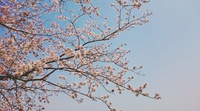 桜雨 2017/04/18 07:28:58