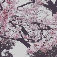 桜 2017/04/09 02:24:59