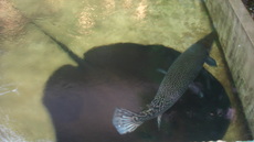 魚が一匹・・・魚が・・・