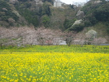 日野の菜の花畑(南伊豆）
